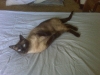 Lost-Male-Siamese