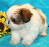 Good Looking shih tzu puppies For Adoption
